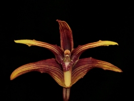 Maxillaria striata Isabel AM 82 pts.